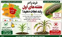 پراکنش آفت پروانه برگخوار پاییزه در استان کهگیلویه و بویراحمد
